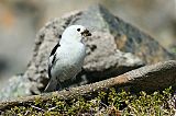 Snow Bunting